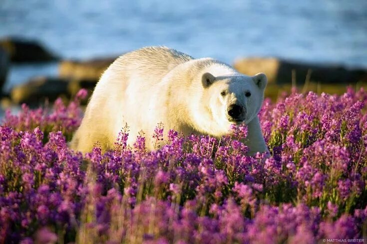 Полярный медведь цветок фото Pin by Rachel Summers on Animals Bear, Polar, Polar bear