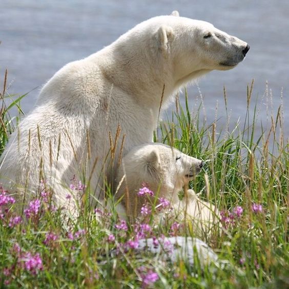 Полярный медведь цветок фото Pin by Charlotte Kempe on ISBJÖRNAR Baby polar bears, Cute polar bear, Polar bea