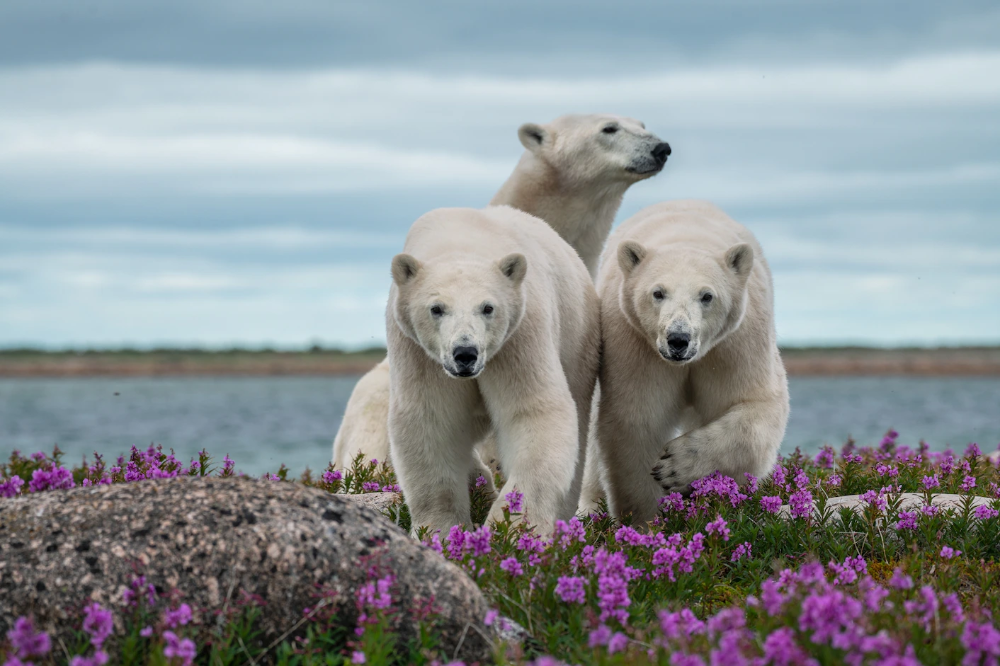 Полярный медведь цветок фото Snoozing in flower beds? Behold the bears of summer Polar bear, Bear, Polar bear