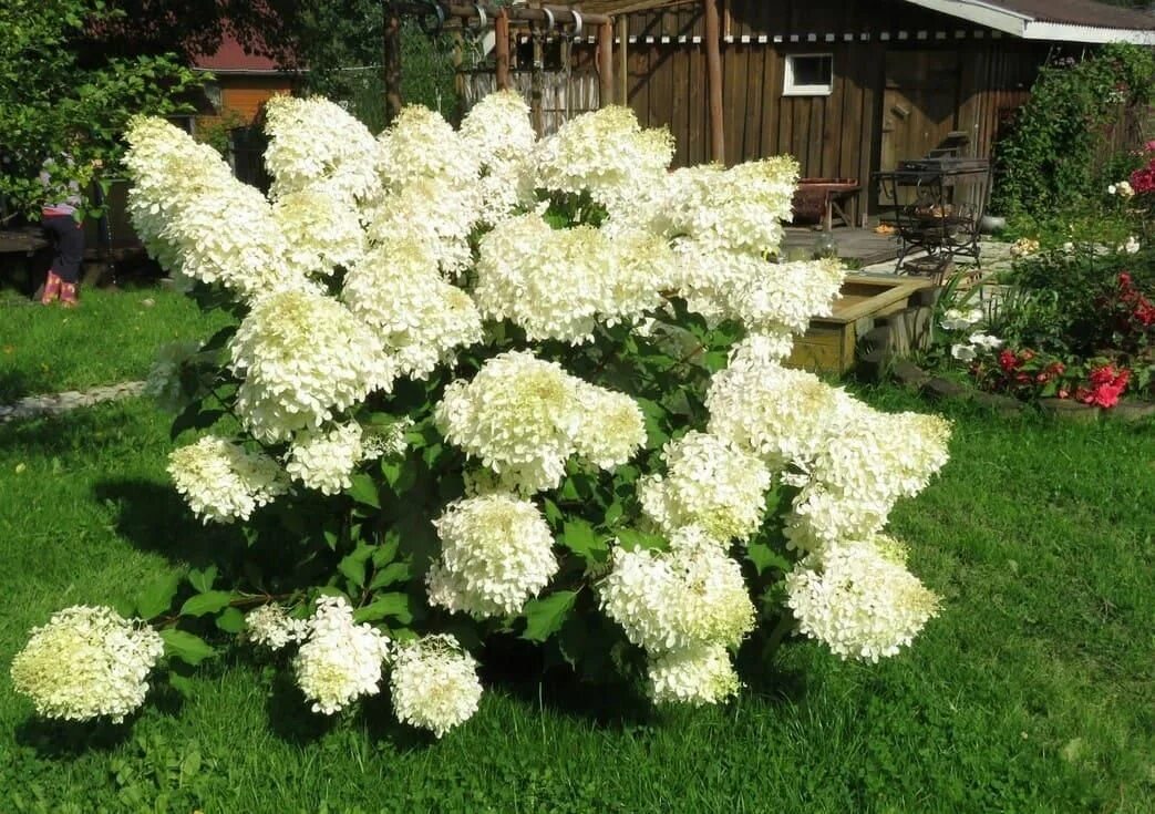 Полярный мишка гортензия фото Гортензия метельчатая Полярный медведь Р9 0.5 л - купить с доставкой по выгодным