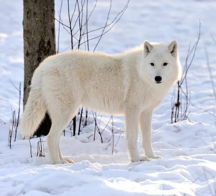 Полярный волк фото Wolf Spirit Animal Totem Meaning Wolf spirit animal, Wolf spirit, Arctic wolf