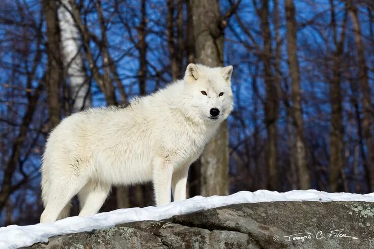 Полярный волк фото Winter Arctic Wolf Parc Omega, Quebec, Canada