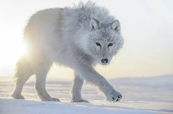 Полярный волк фото Danse avec les loups,Vincent Munier. - Bookingmarkets.net Polarwolf, Arktischer 