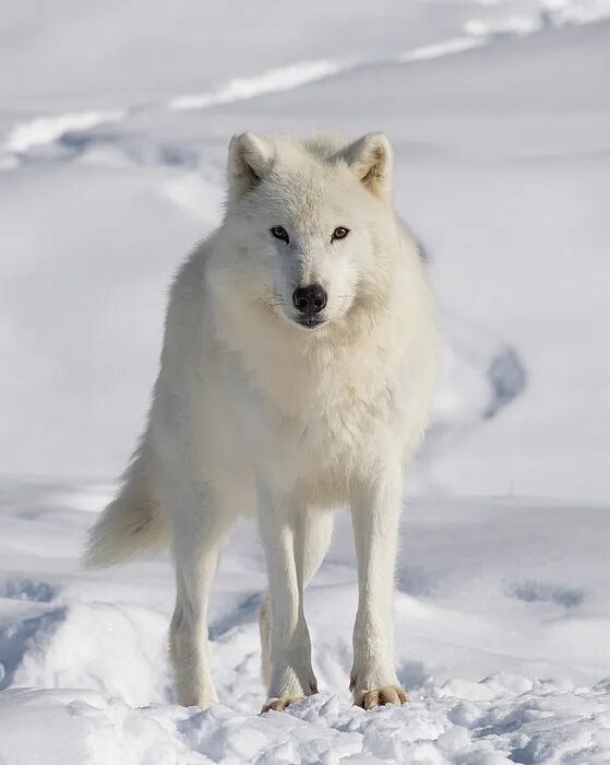 Canis lupus orion Animals In Culture Wiki Fandom