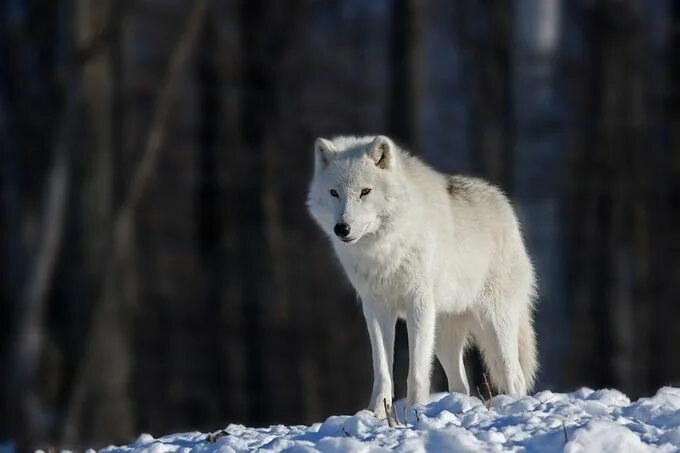 Полярный волк фото "Arctic wolf" by JimCumming! Arctic wolf, Wolf predator, Wild dogs