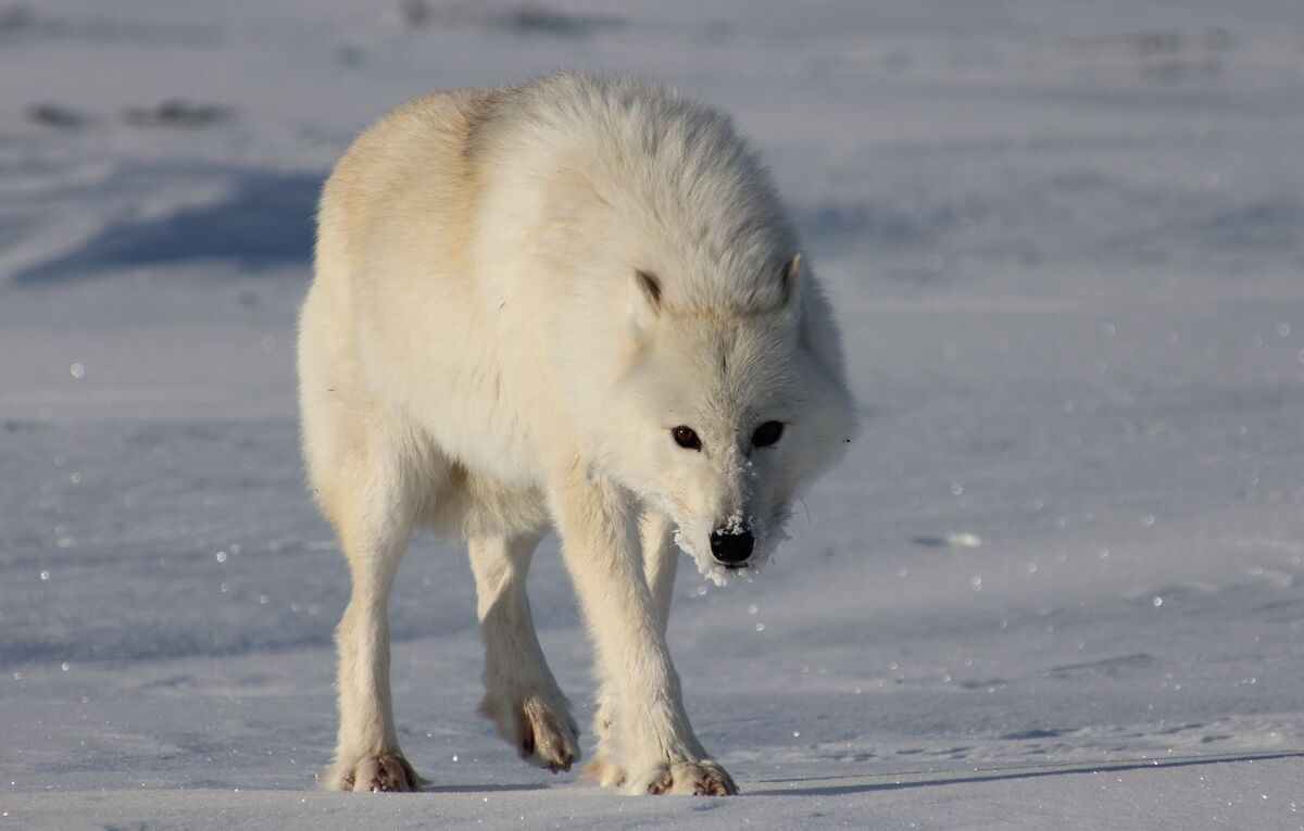 Полярный волк фото Canis lupus orion Animals In Culture Wiki Fandom