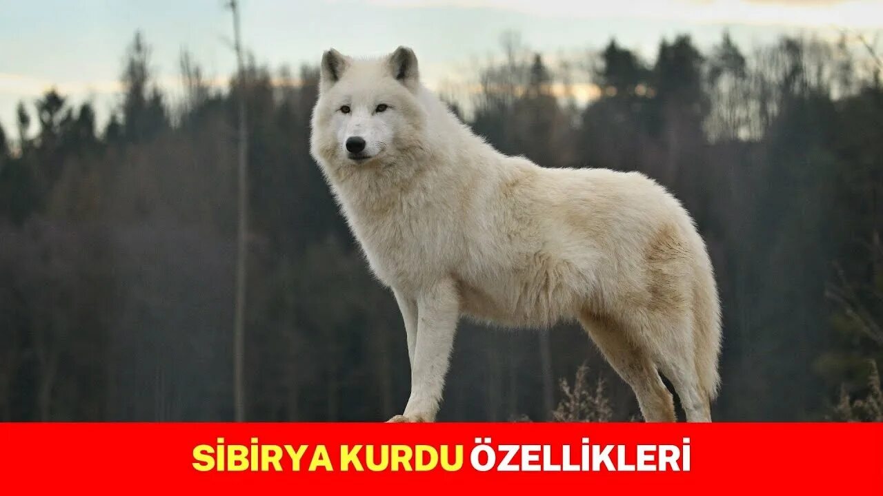 Полярный волк фото Şaşırtıcı Sibirya Kurdu Husky Köpek Özellikleri -- Beklenmedik Yönlerini Keşfet!