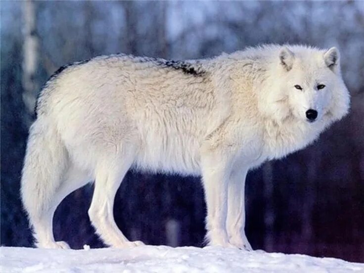 Полярный волк фото Pin by Paula Smith on Wolves Wolf dog, Wolf pictures, Wolf photos