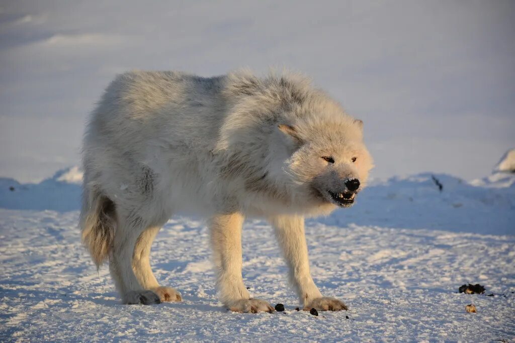 Полярный волк фото Baffin Snow Wolf Hot Sale benzovoz.net