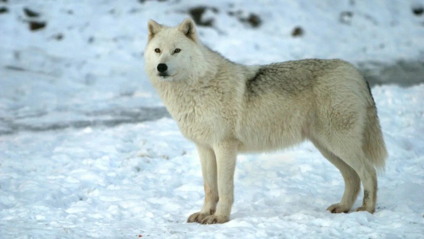 Полярный волк фото Arctic Wolf Desktop Nexus Arctic wolf, Snow wolf, Wolf photos