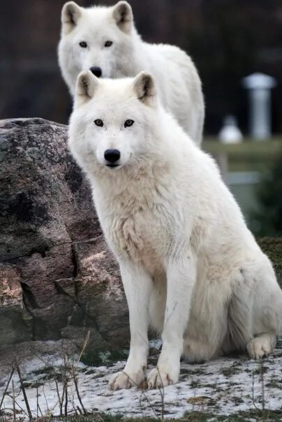 Полярный волк размеры фото Soul Wolf Душа Волка: записи сообщества ВКонтакте