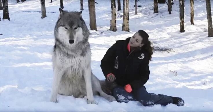 Полярный волк размеры фото Wolf Sits Next To Her And Engages In Most Incredible Interaction You Have Ever S