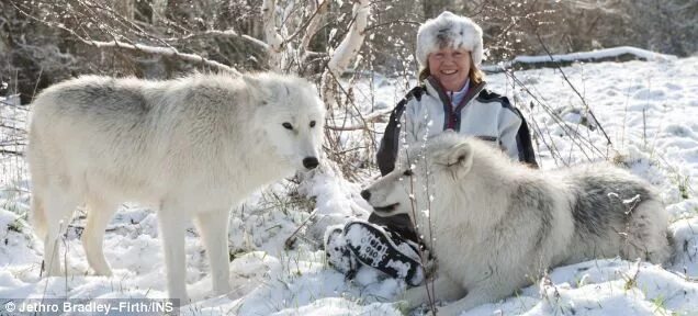 Полярный волк размеры фото Arctic Wolf Pack in UK Preserve - They're SO big! Арктический волк, Белые волки,