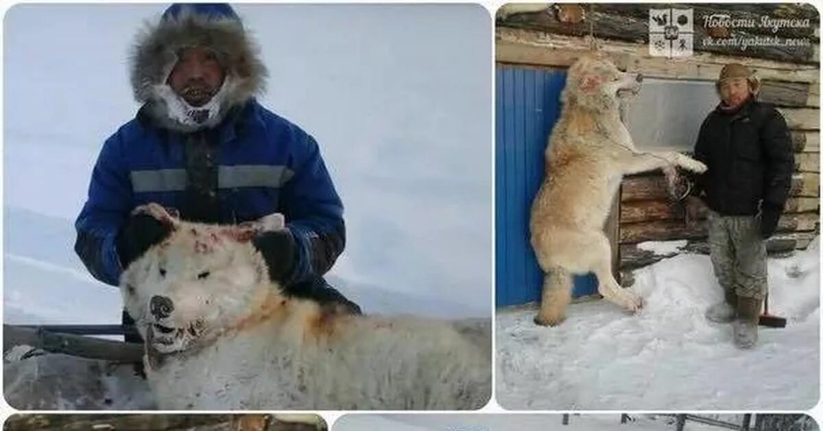 Полярный волк размеры фото Полярный волк Пикабу