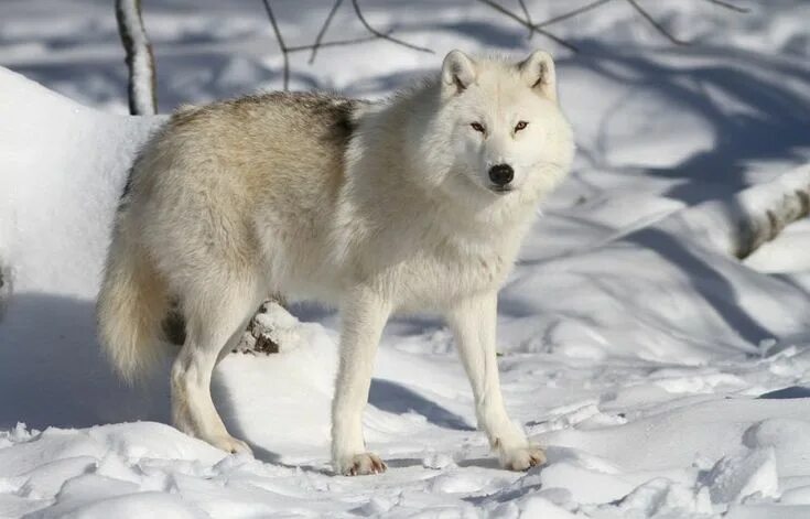 Полярный волк ул солдатова 21 мирный фото Arctic Wolf - Facts and Beyond Biology Dictionary Arctic wolf, Animals, Wild dog