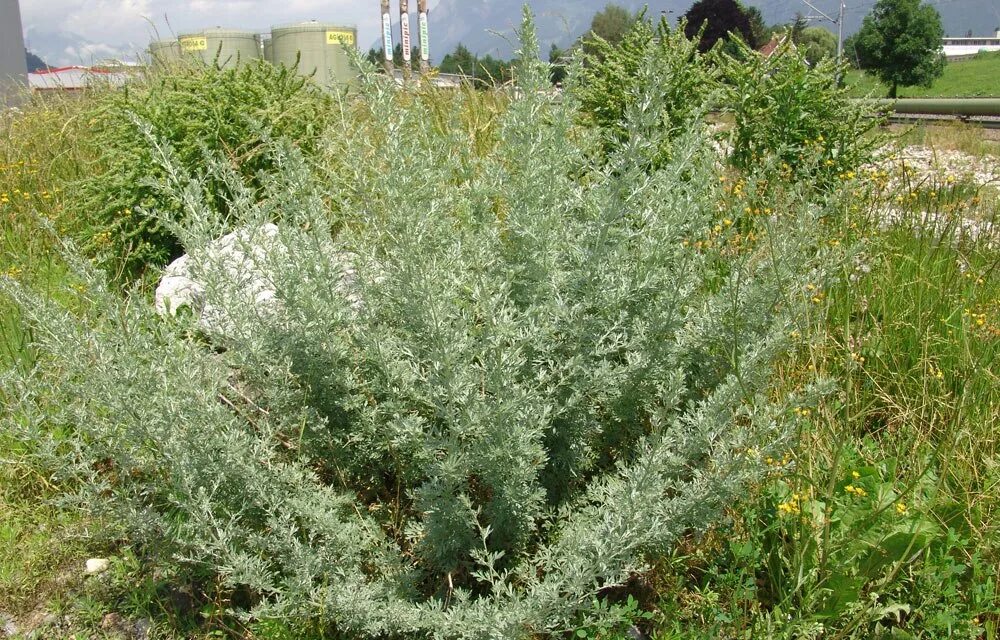 Полынь божье дерево фото и описание Божье дерево фото и описание кустарника: найдено 86 изображений