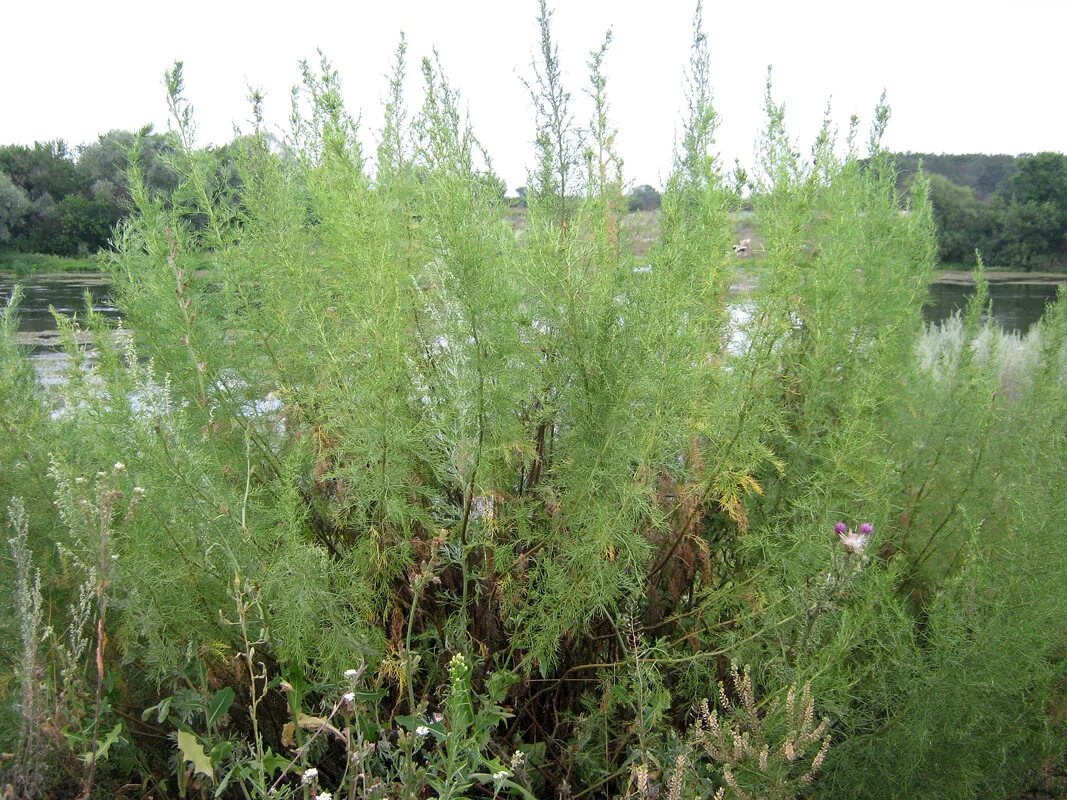 Полынь божье дерево фото и описание Artemisia abrotanum - Image of an specimen - Plantarium