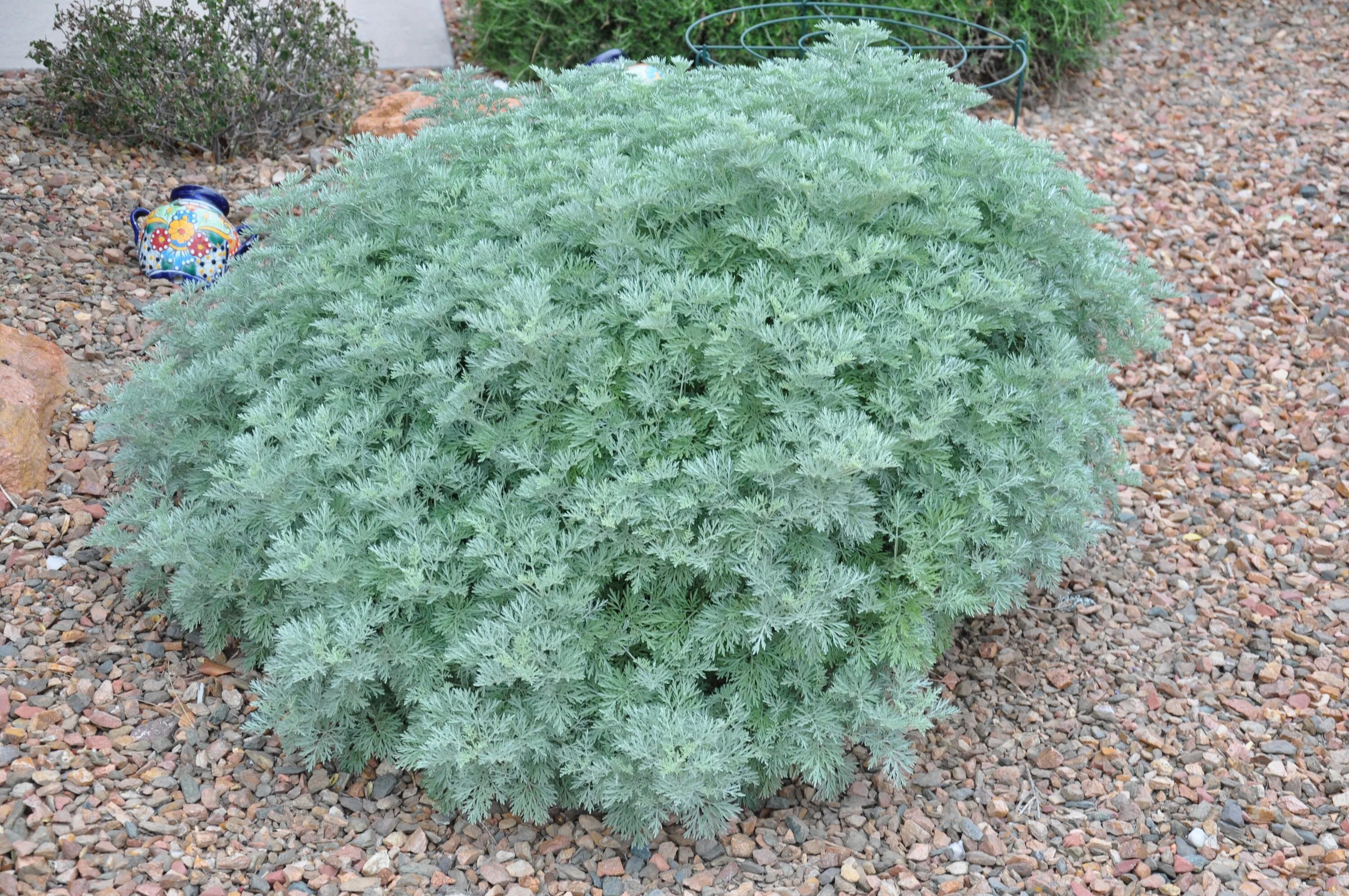 Полынь божье дерево фото и описание Artemisia 'Powis Castle' Front yard plants, Landscaping plants, Garden projects