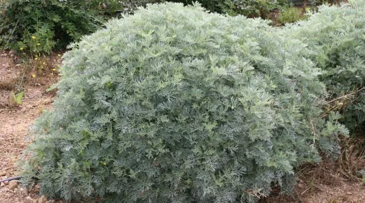 Полынь декоративная фото Artemisia arborescens Giardino secco, Giardino mediterraneo, Piante perenni