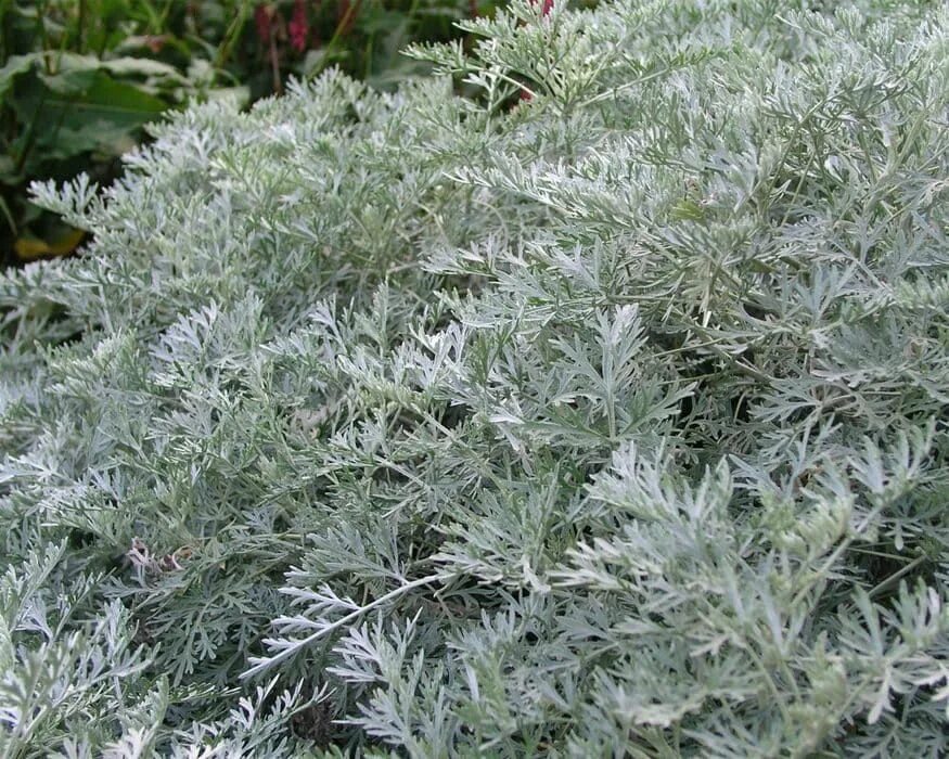 Полынь декоративная фото 12 Beautiful Plants That Have Silver Foliage Plants, Artemisia plant, Shade lovi