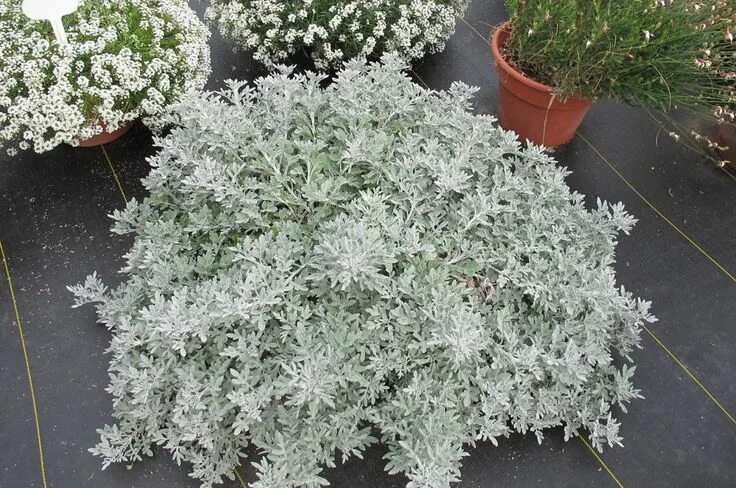 Полынь декоративная фото и описание artemesia quicksilver Quicksilver ™ - Wormwood - Artemisia stelleriana Images Pr