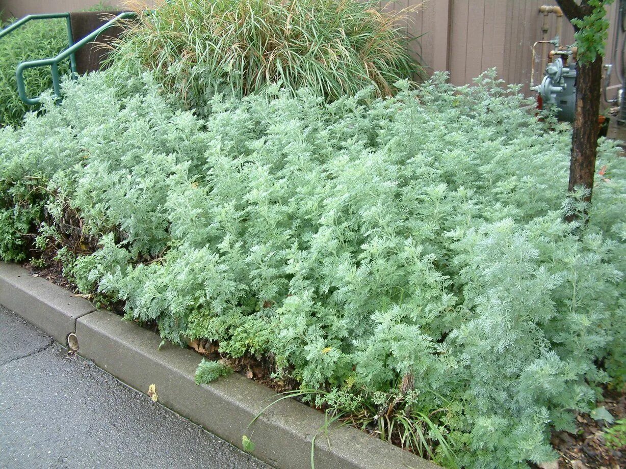 Полынь декоративная фото и описание Image result for Powis Castle artemisia (Artemisia)