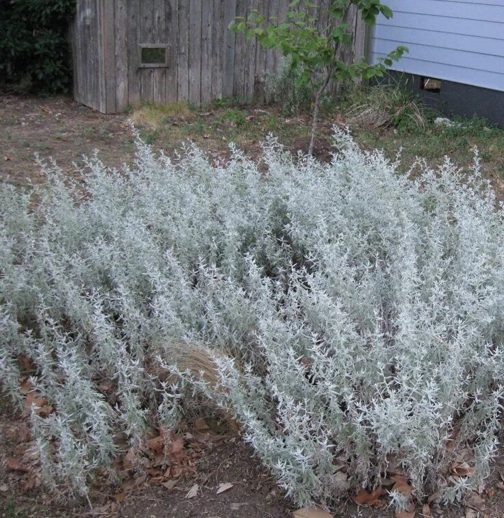 Полынь декоративная садовая фото artemisia "Silver king" Moon garden, Container gardening flowers, Container flow