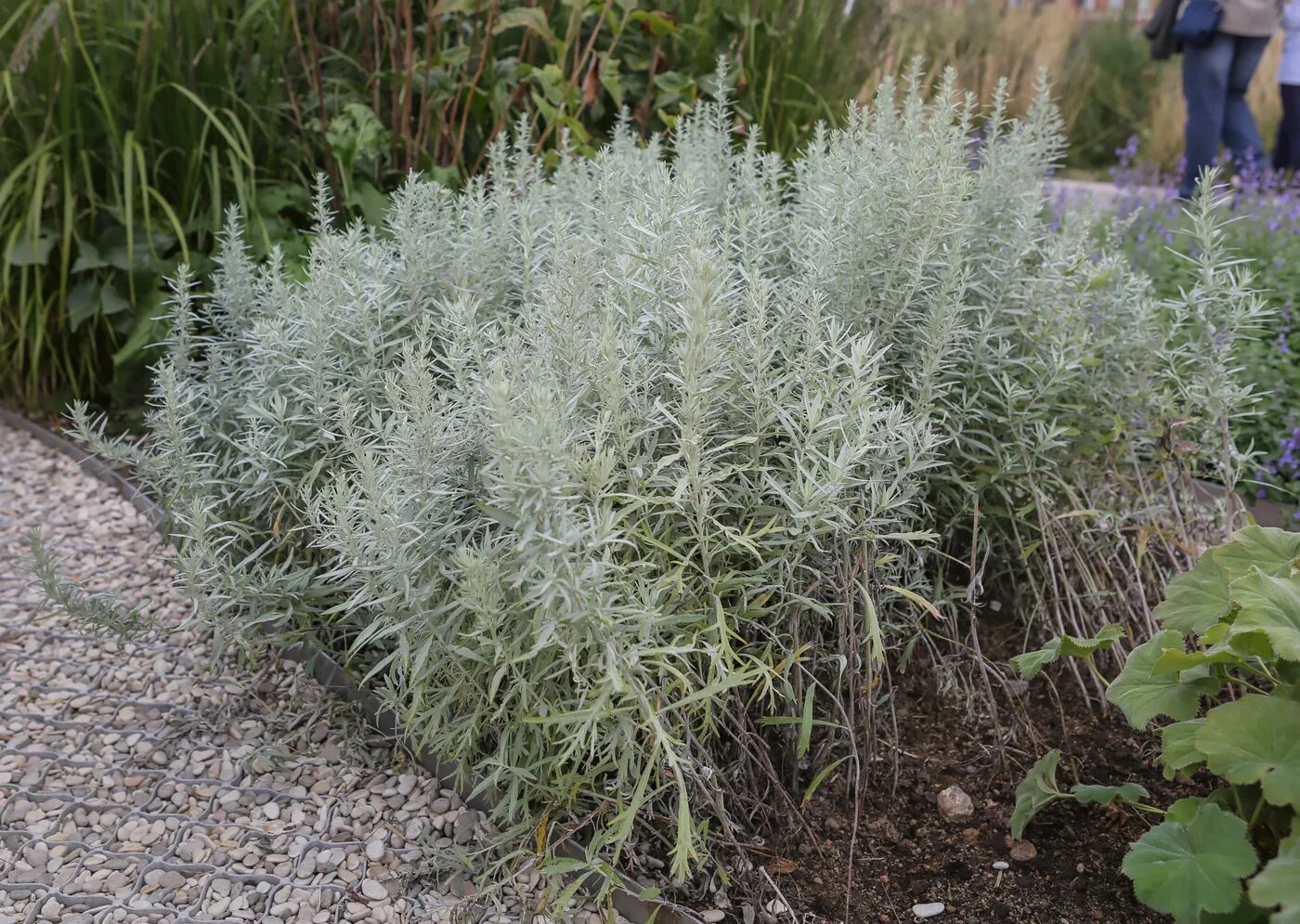 Полынь декоративная садовая фото Artemisia ludoviciana - Image of an specimen - Plantarium