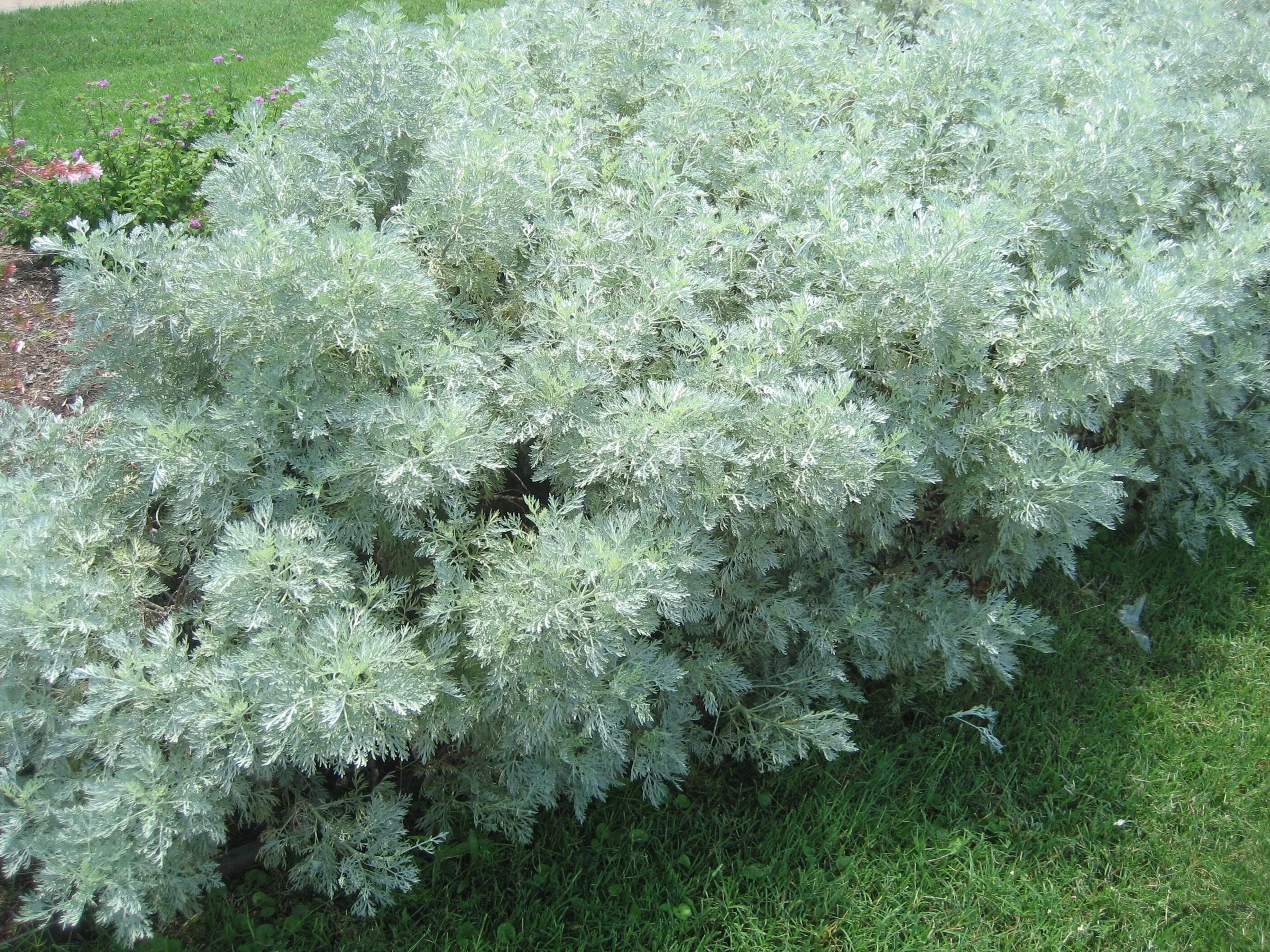 Полынь декоративная садовая фото и описание Artemisia "powis castle" Perennials, Sun perennials, Front yard garden design