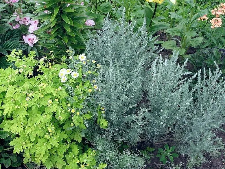 Полынь декоративная садовая фото и описание Полынь Шмидта (Artemisia schmidtiana) - описание сорта, фото, саженцы, посадка, 