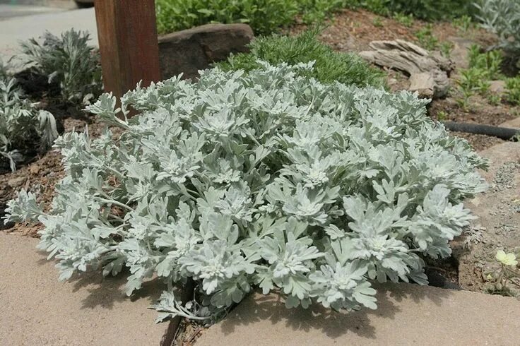 Полынь декоративная садовая фото и описание Silver Brocade Artemisia 18"-24" Tall 12"-24" Wide Evergreen No Blooms but has S