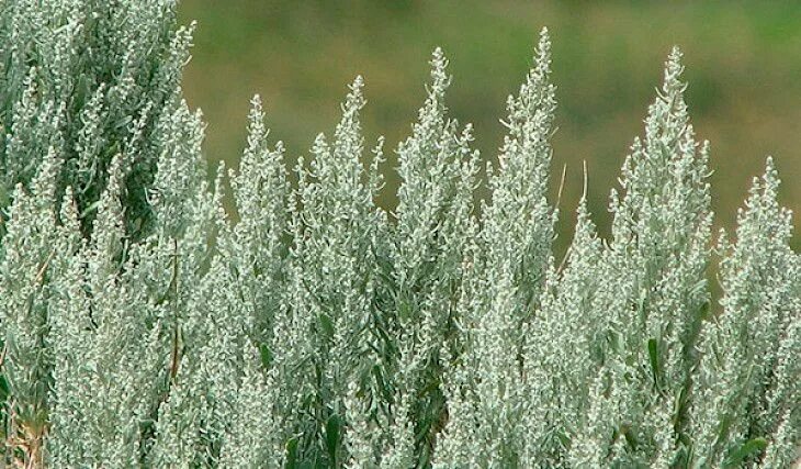 Полынь фото как выглядит крупным планом трава Turkmen scientists propose using wormwood extract in manufacture of medicines