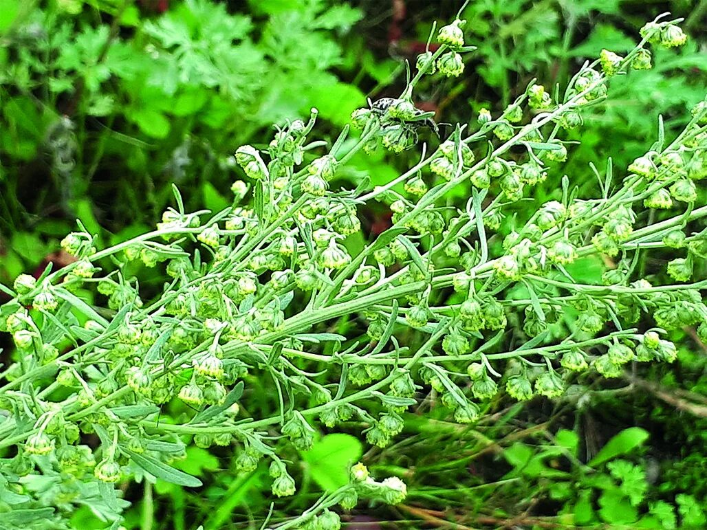 Полынь фото как выглядит крупным планом трава Features of Accumulation of Essential Oil in Bitter Wormwood Herbs of Flora of V