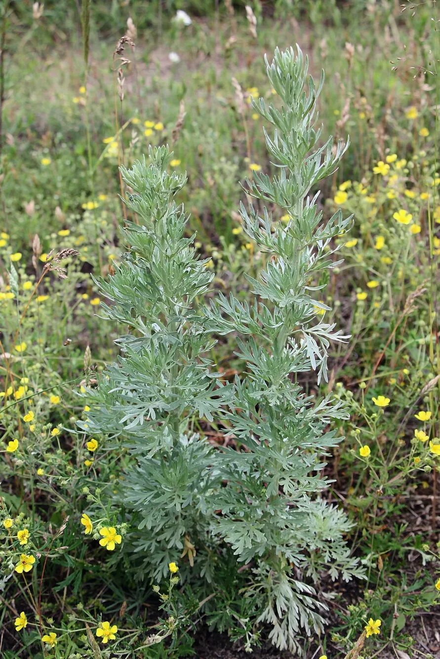 Полынь горькая фото крупным Artemisia absinthium - Image of an specimen - Plantarium