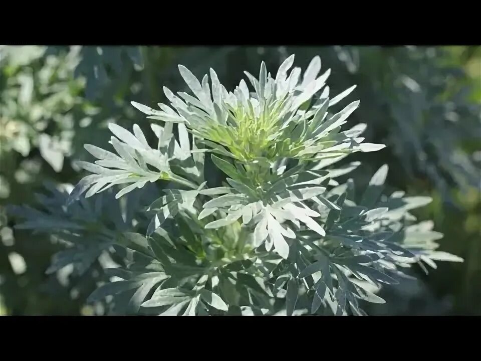 Полынь горькая фото крупным ASSENZIO : @CAPRAECAVOLI ci insegna a riconoscere l'Artemisia absinthium - YouTu