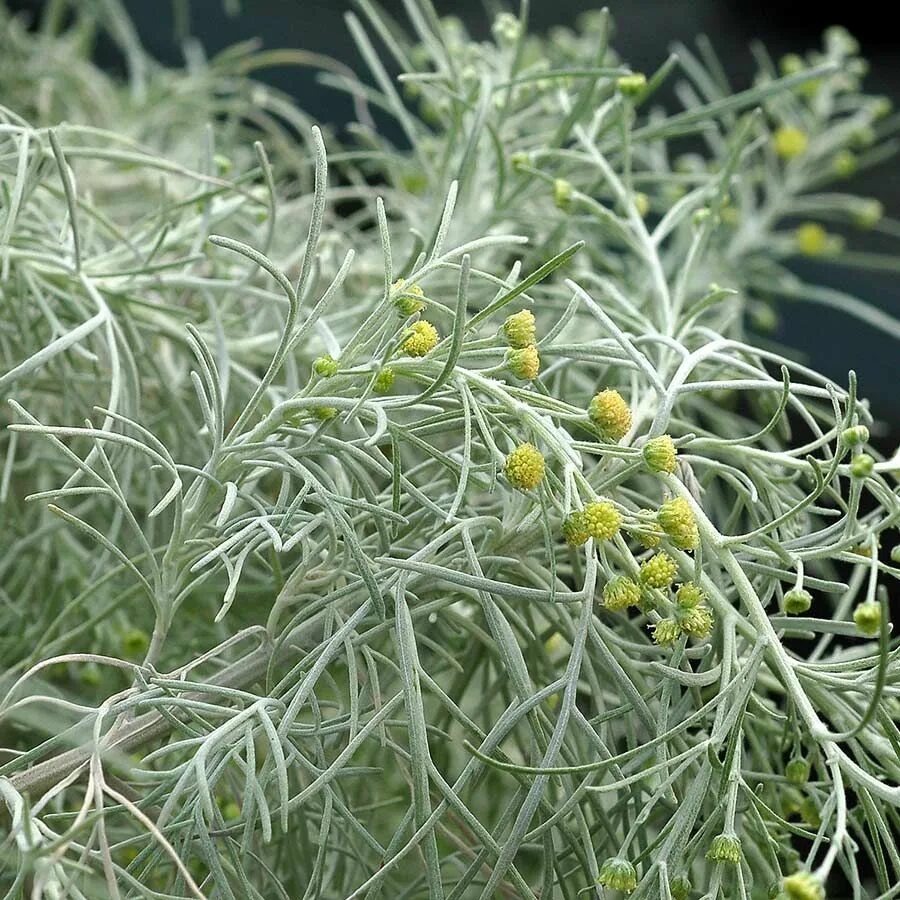 Полынь горькая фото растения Artemisia MAKANA ™ Silver TERRA NOVA ® Nurseries, Inc. Small shrubs, Foliage, Wo