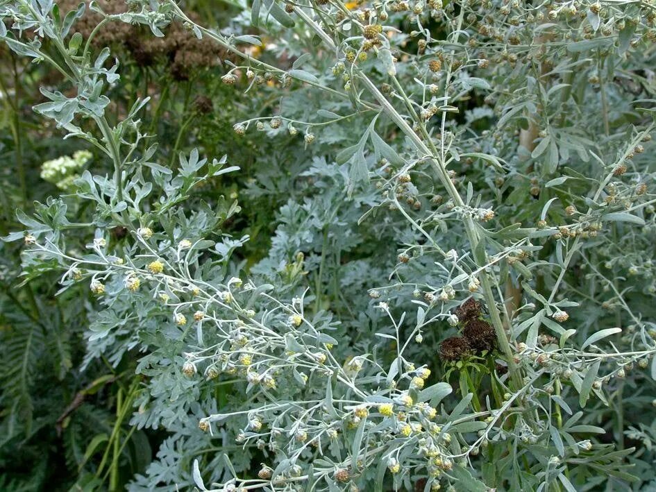 Полынь горькая фото растения Wormwood Artemisia Absinthium 50 Seeds F 002 - Etsy Полынь горькая, Трава, Расте