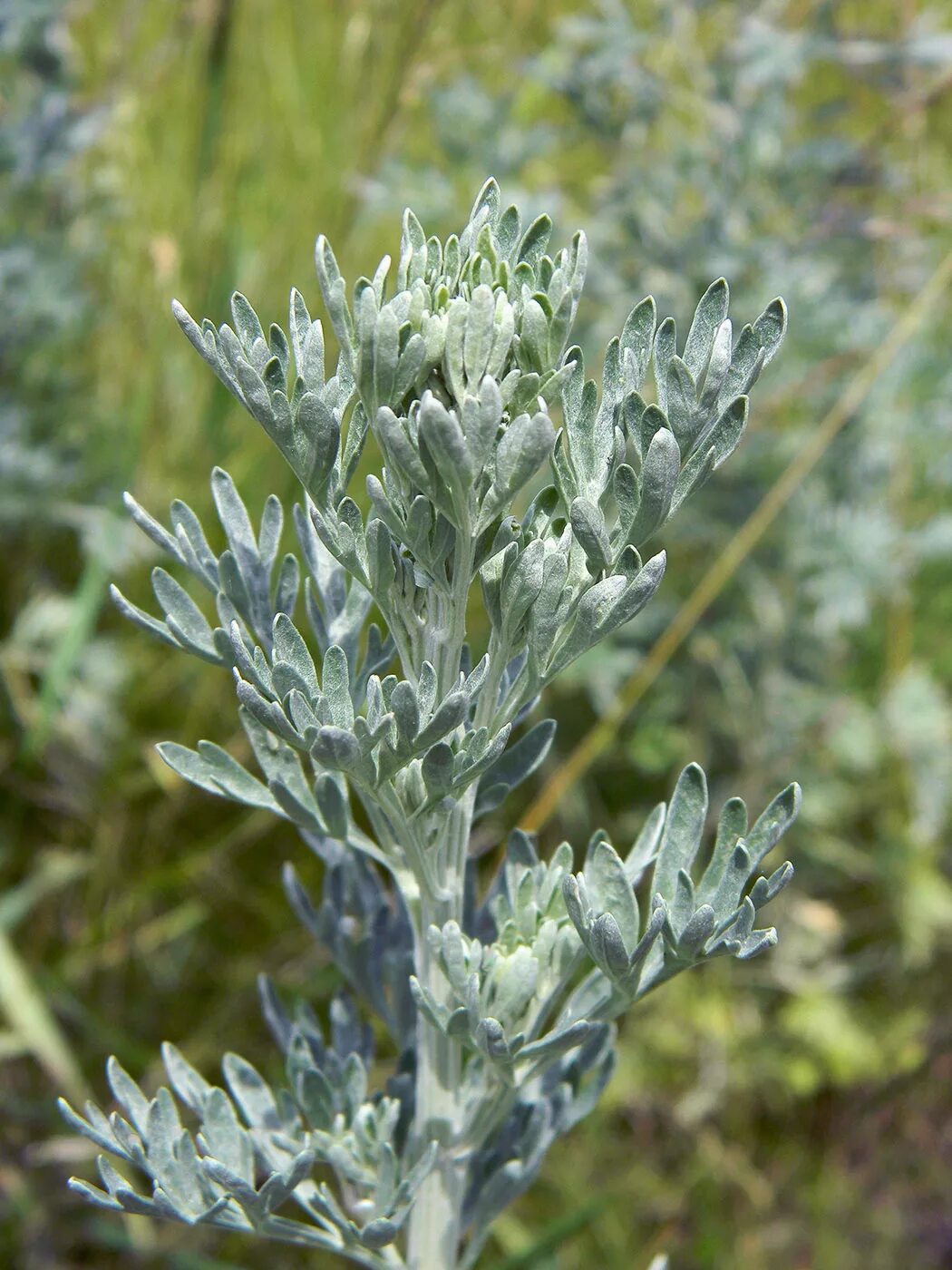 Полынь горькая фото растения Artemisia absinthium - Image of an specimen - Plantarium