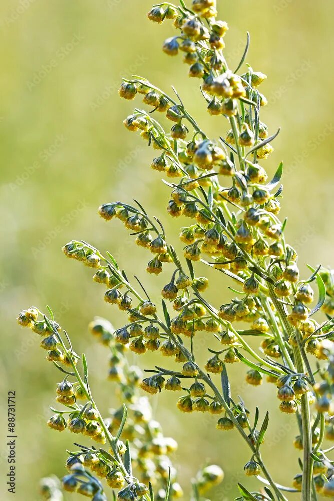 Полынь горькая фото растения крупным Полынь горькая (Artemisia absinthium). Цветущий куст фотография Stock Adobe Stoc