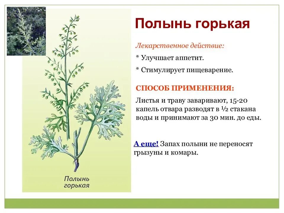 Полынь горькая инструкция фото Полынь горькая: лечебные свойства и противопоказание, фото и применение