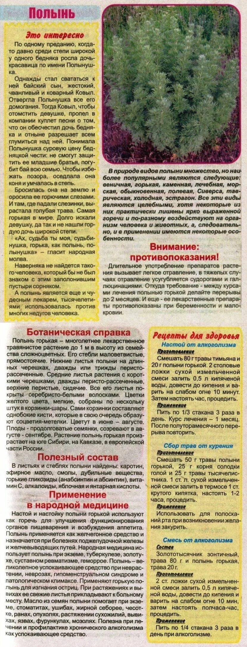Полынь горькая инструкция фото Полынь Лекарственные растения, Траволечение, Медицина