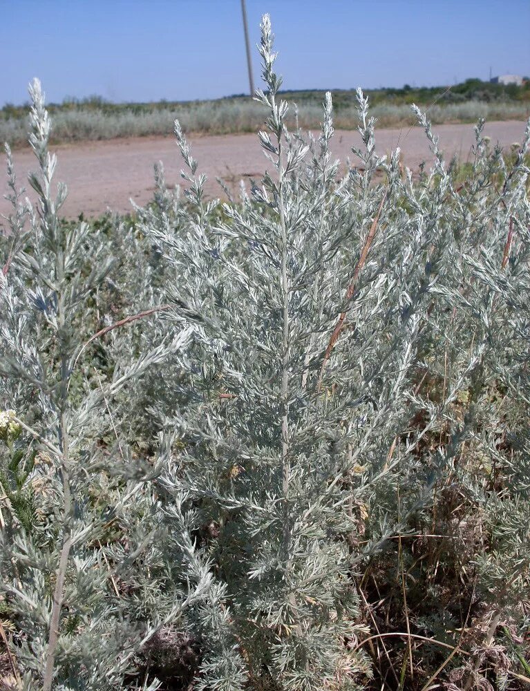 Полынь как выглядит фото где растет Artemisia austriaca - Image of an specimen - Plantarium