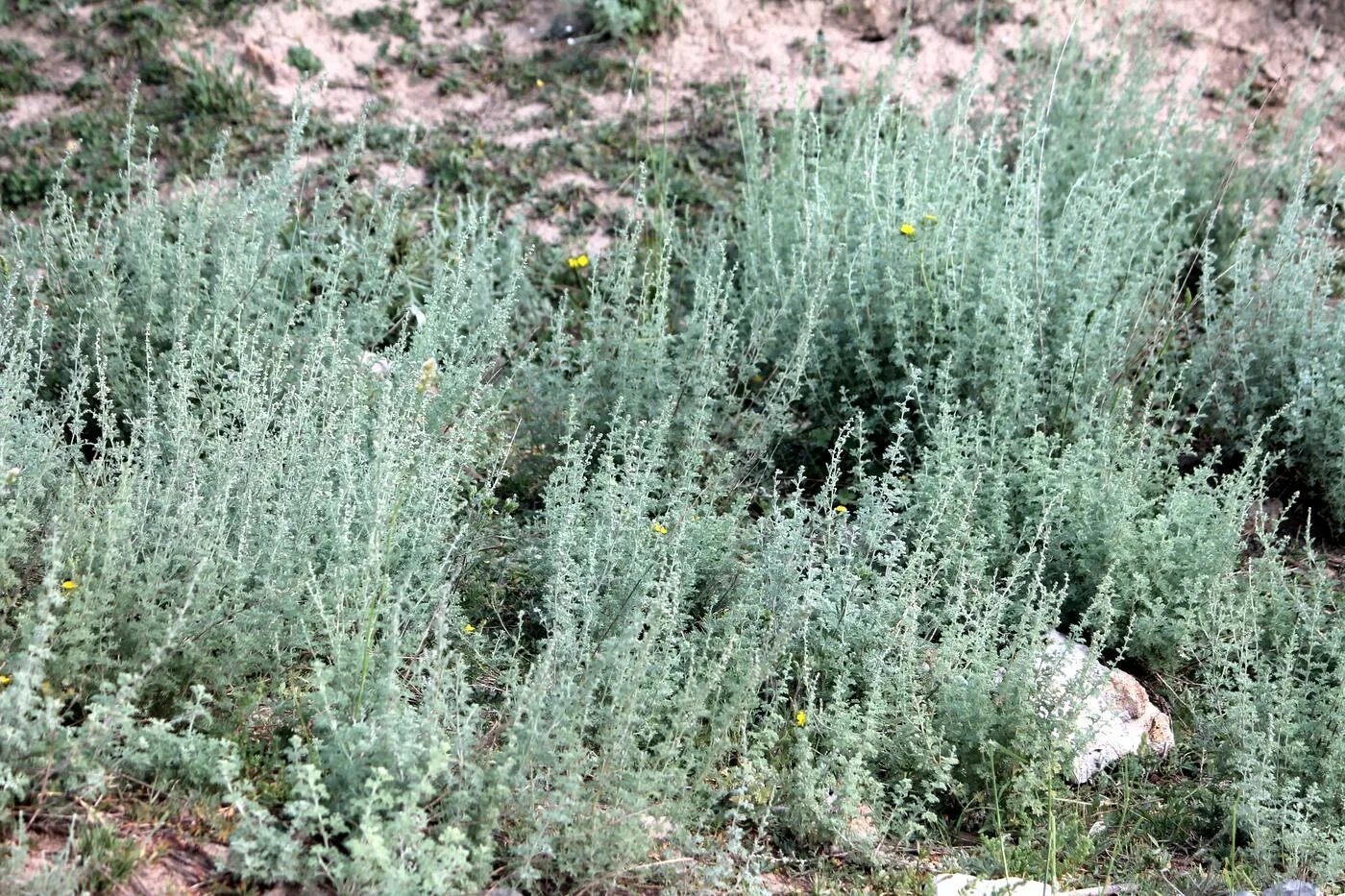 Полынь как выглядит фото где растет Artemisia rutifolia - Image of an specimen - Plantarium