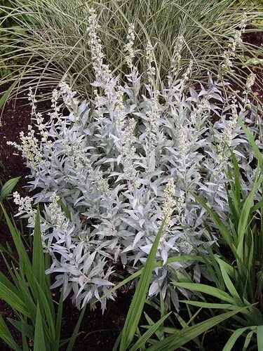 Полынь садовая декоративная серебристая фото ARTEMISIA ludoviciana 'Valerie Finnis' Herbaceous perennials, Ornamental grasses