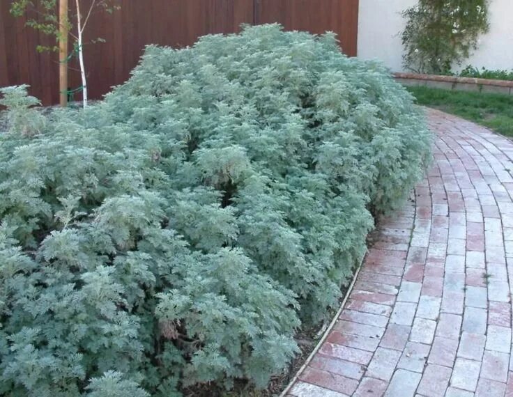 Полынь садовая фото Artemisia 'Powis Castle' - Boething Treeland Farms in 2024 Garden types, Plantin