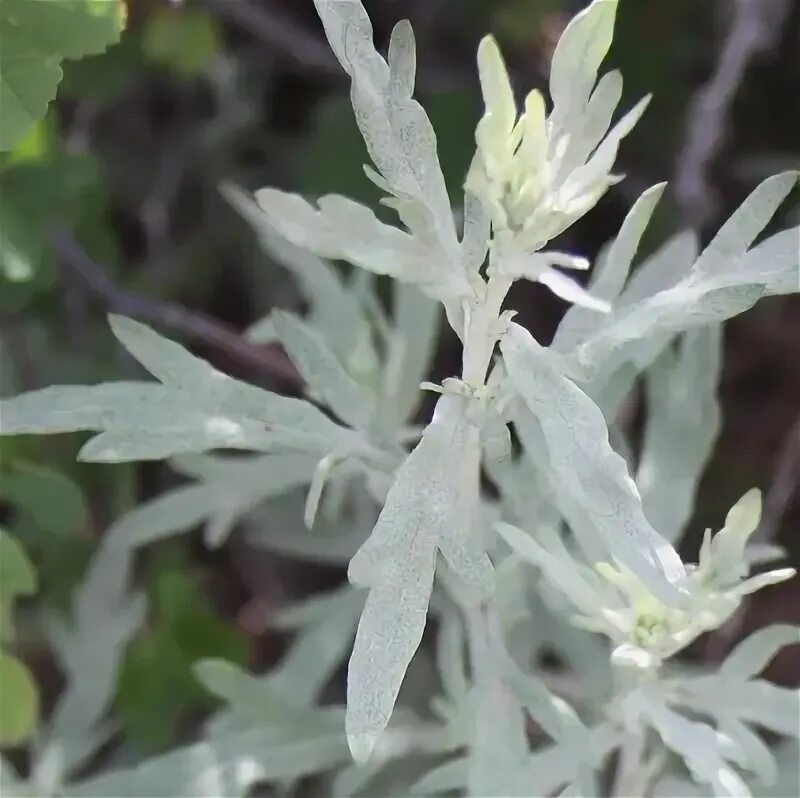 Artemisia ludoviciana - Image of an specimen - Plantarium