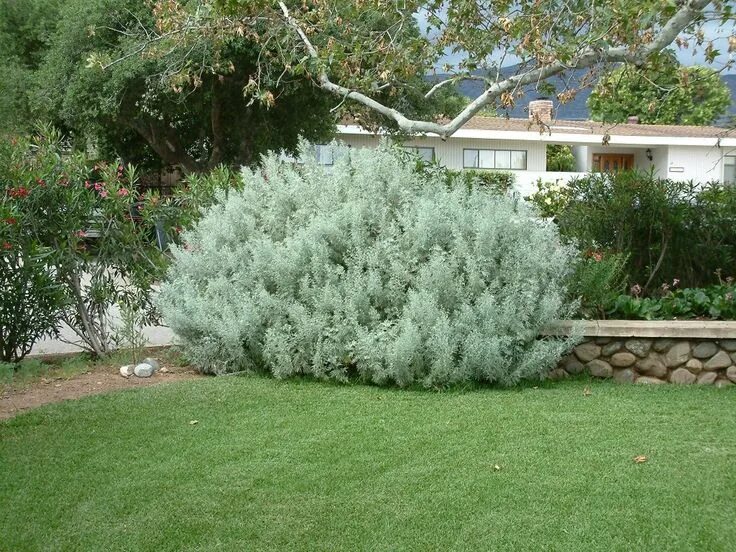 Полынь садовая фото Artemisia arborescens Foliage plants, Dry garden, Garden plants