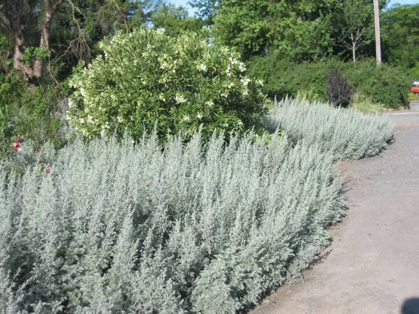 Полынь садовая фото artemisia powis castle. Possible companion to iris Сад, Растения, Цветники