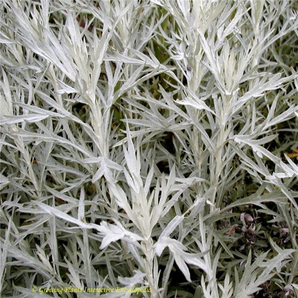 Полынь садовая серебристая фото Artemisia ludoviciana 'Silver Queen' Farmyard Nurseries