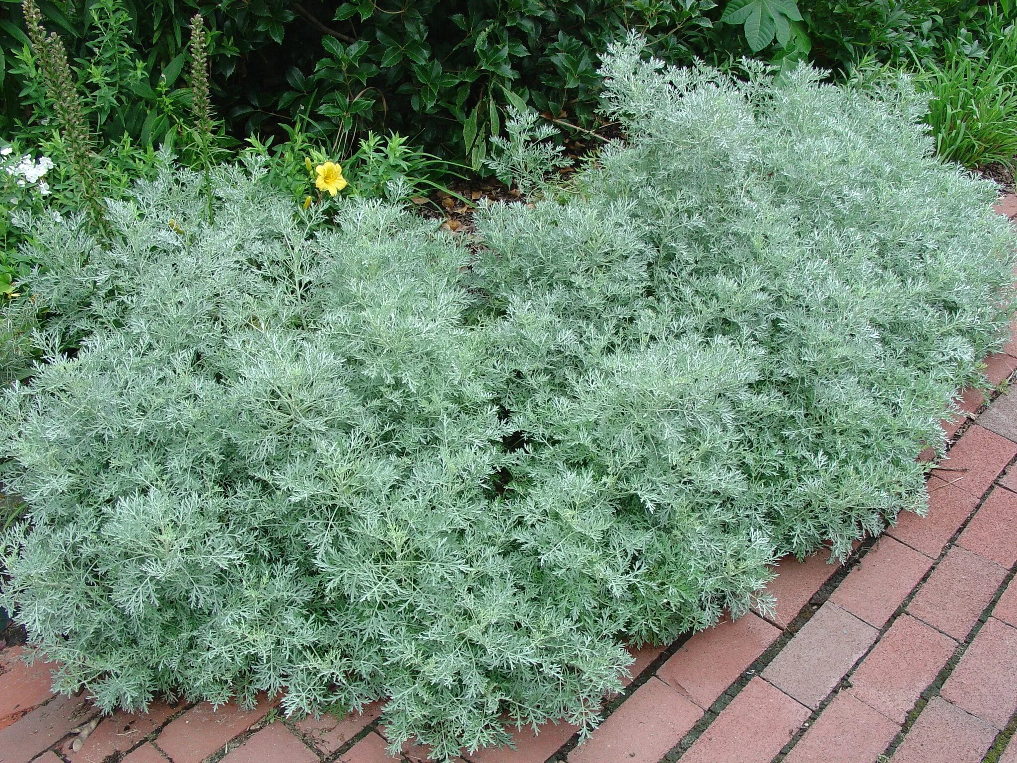 Полынь садовая серебристая фото gardening for chicken-friendly yards Piantare fiori, Erbe ornamentali, Piante da